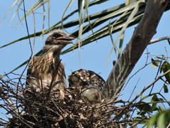 Nycticorax nycticorax