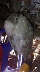 Streptopelia decaocto