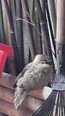 Streptopelia decaocto