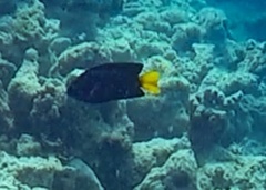 Pomacentrus philippinus