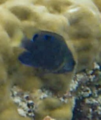 Chrysiptera biocellata