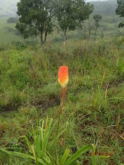 Kniphofia tysonii