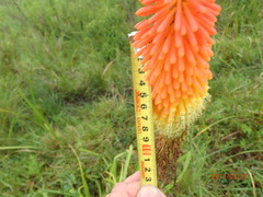 Kniphofia tysonii
