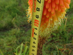 Kniphofia tysonii