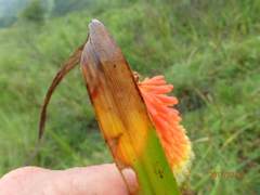 Kniphofia tysonii