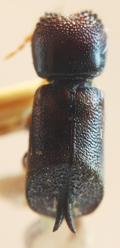 Xylobosca bispinosa