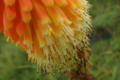 Kniphofia tysonii