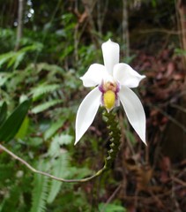 Bromheadia finlaysoniana