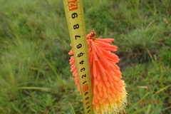 Kniphofia tysonii