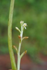 Heteranthera callifolia image
