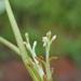 Heteranthera callifolia - Photo (c) Rob Palmer, algunos derechos reservados (CC BY-NC-SA), subido por Rob Palmer