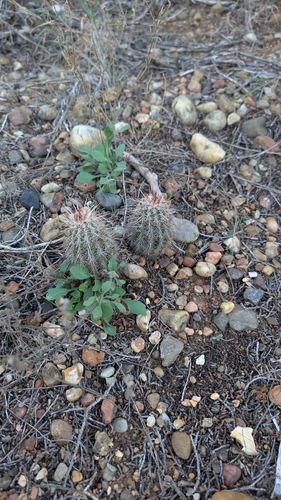 Miller's green pitaya (Echinocereus milleri)