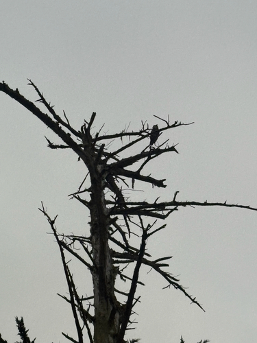 View observation of {o.common_name} on iNaturalist