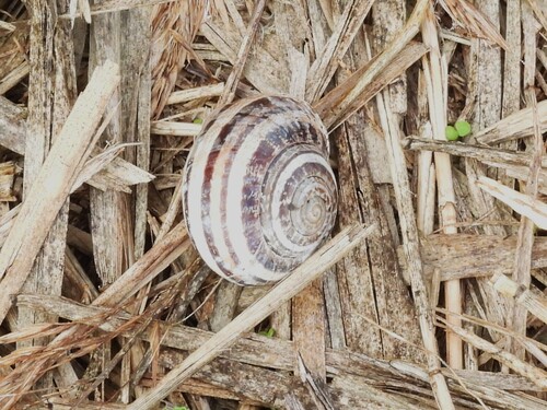 Eobania vermiculata