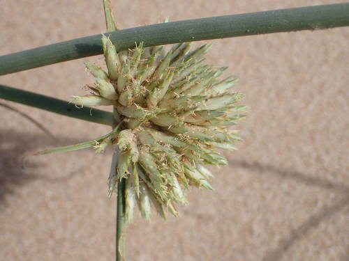 Cyperus crassipes image