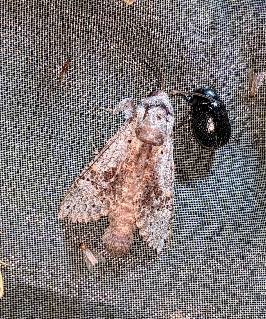 Neurocossus speideli