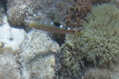 Halichoeres radiatus