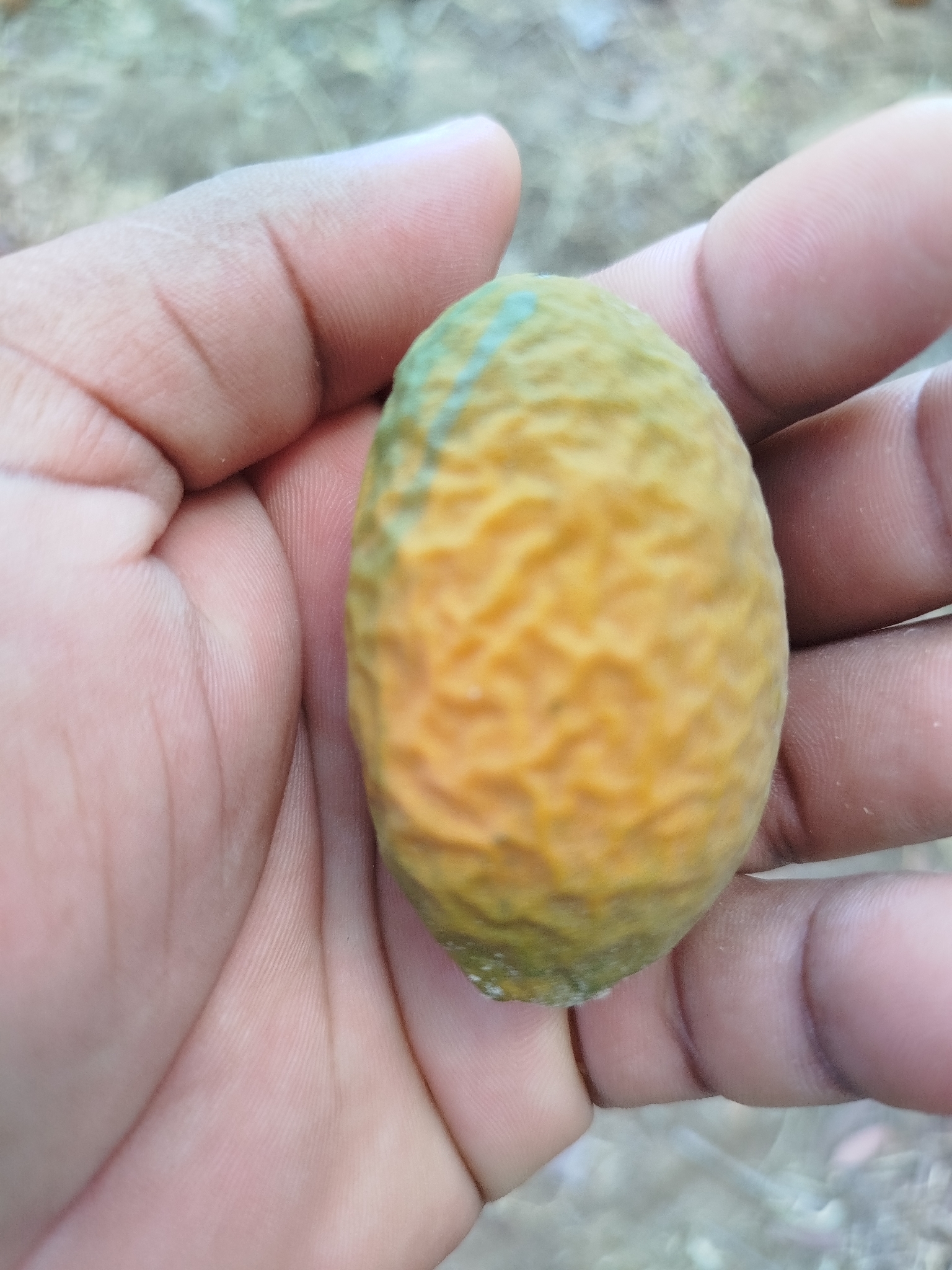 Moquilea tomentosa