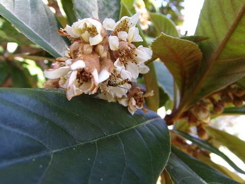 Unknown species found near Villages Of Bear Creek, TX 77449, USA