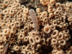 Vertagopus pseudocinereus