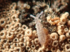 Vertagopus pseudocinereus