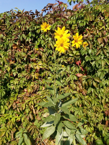 Showy Sunflower (Helianthus laetiflorus)
