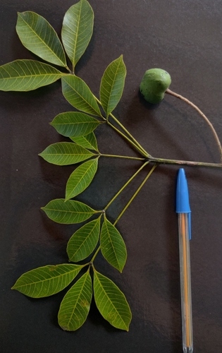 Hevea brasiliensis