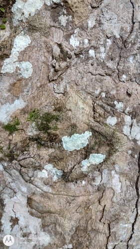 Hevea brasiliensis