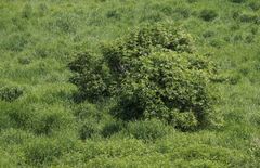 Sambucus kamtschatica