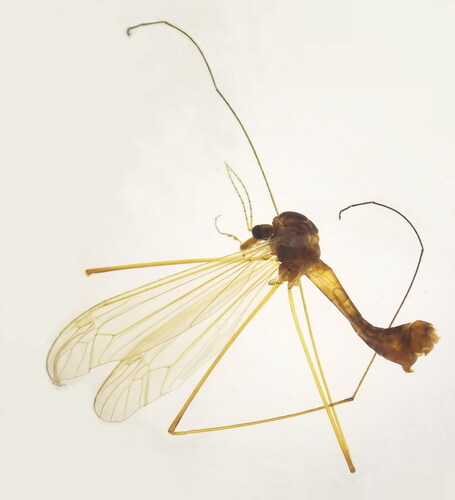 Tipula gibbifera