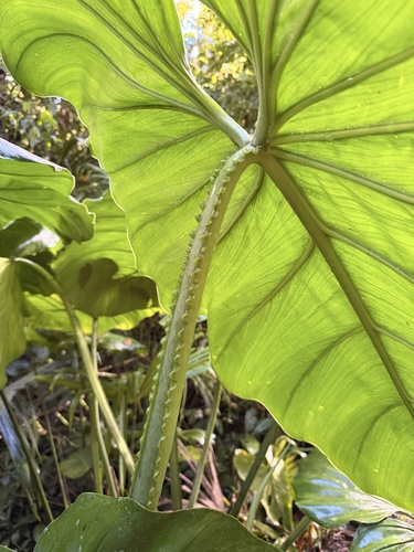 philodendron plowmanii citrus Philodendron plowmanii 'Silver' | Plants