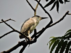 Nycticorax nycticorax