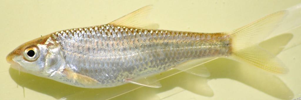 Johnston's barb (Labeobarbus johnstonii) — Cyprinidae