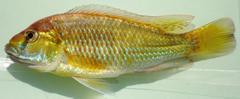 Astatotilapia calliptera