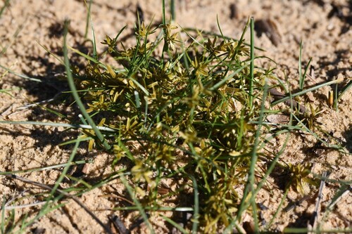 Yellow Flatsedge (Cyperus flavescens)