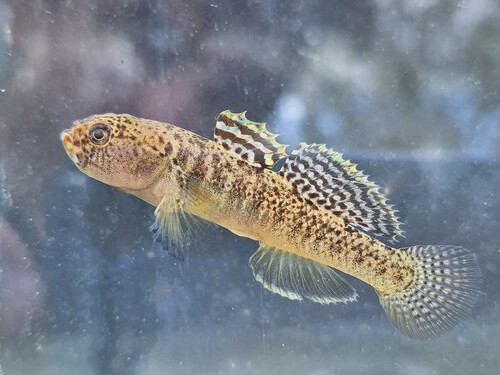 Western Greece goby (Economidichthys pygmaeus) — Gobiidae