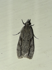 Eudonia bisinualis