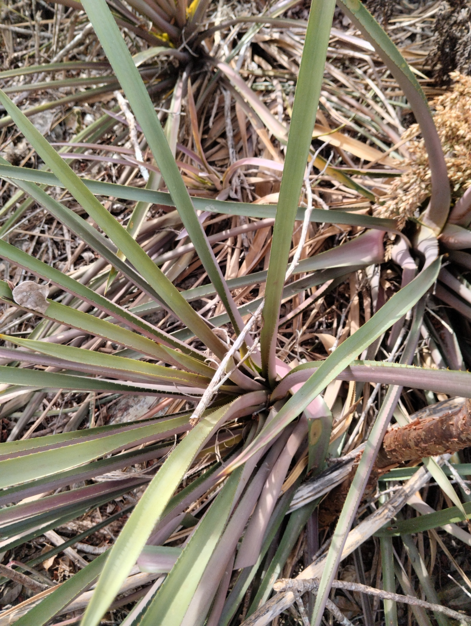 Aechmea emmerichiae