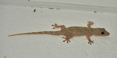 Hemidactylus platycephalus