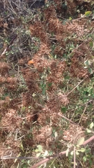 Salpianthus arenarius