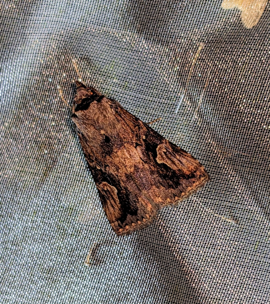 Pseudosphetta umbrosa
