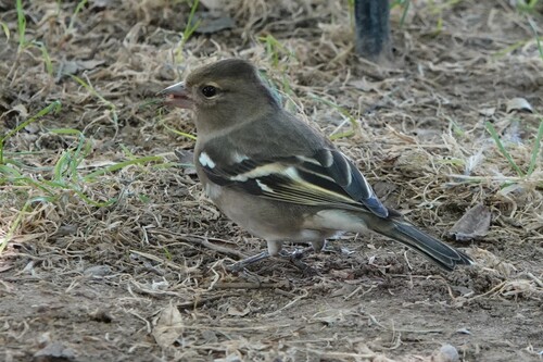 African Chaffinch