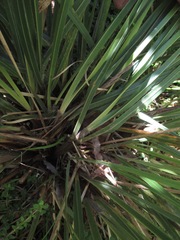 Chionochloa flavescens