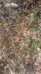 Salpianthus arenarius