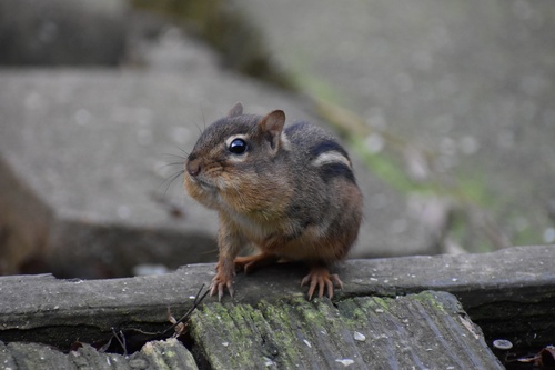 Eastern Chipmunk photographed in Georgia