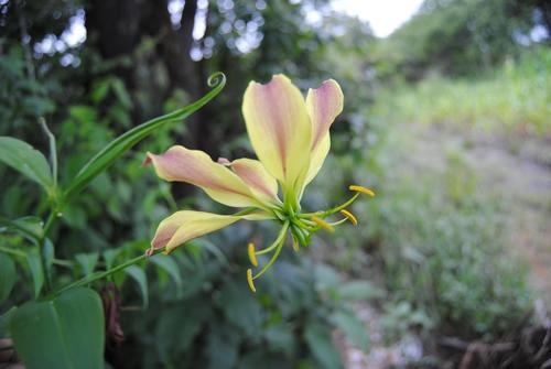 flame lily