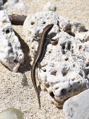 Cryptoblepharus eximius