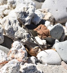 Cryptoblepharus eximius