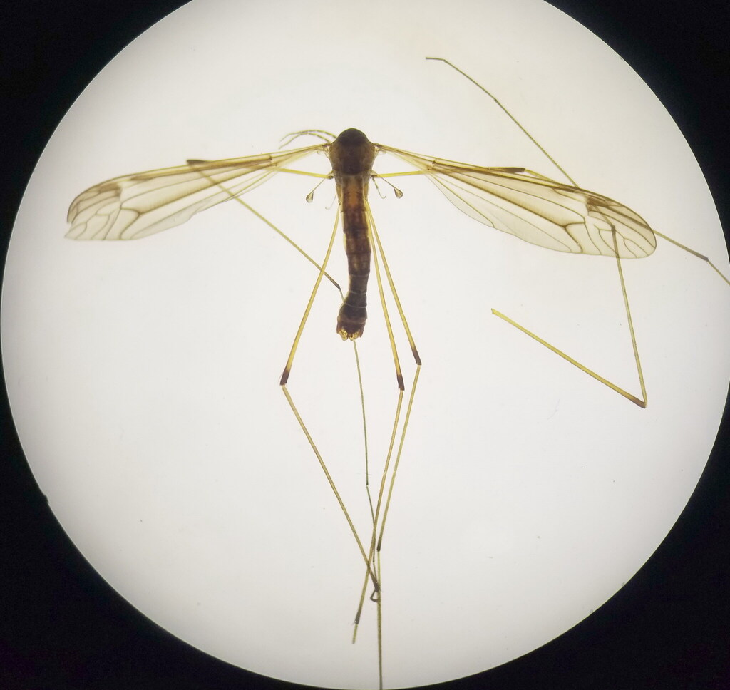Tipula barbarensis