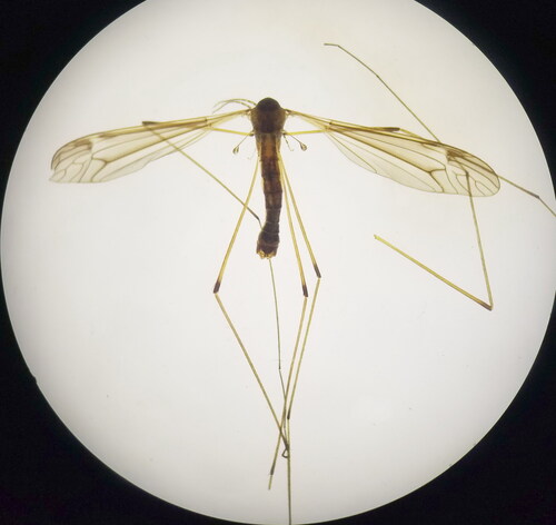 Tipula barbarensis